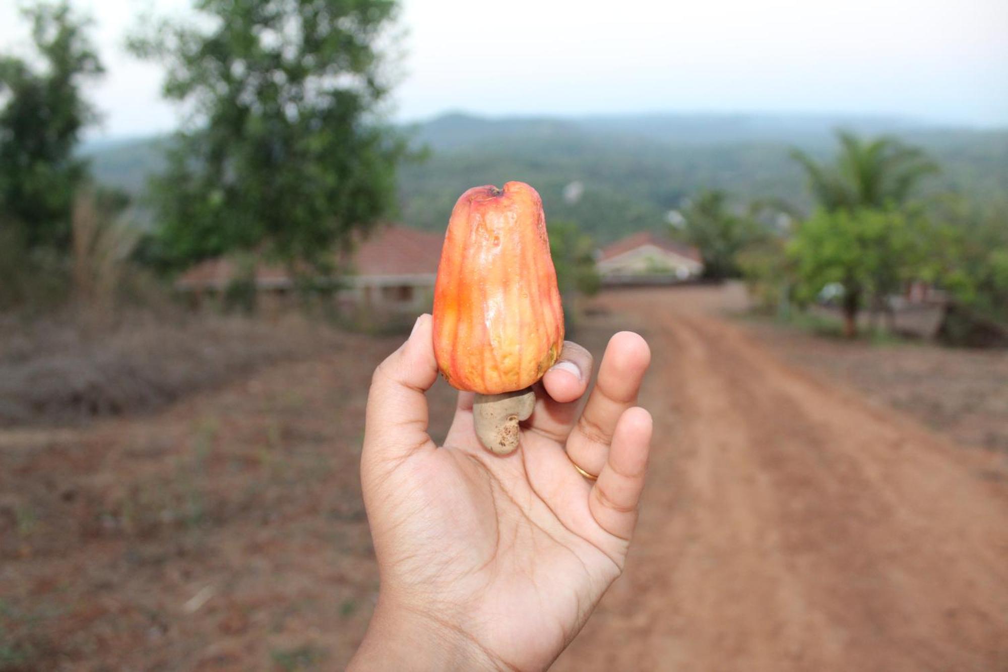 Bramhagiri Lanja